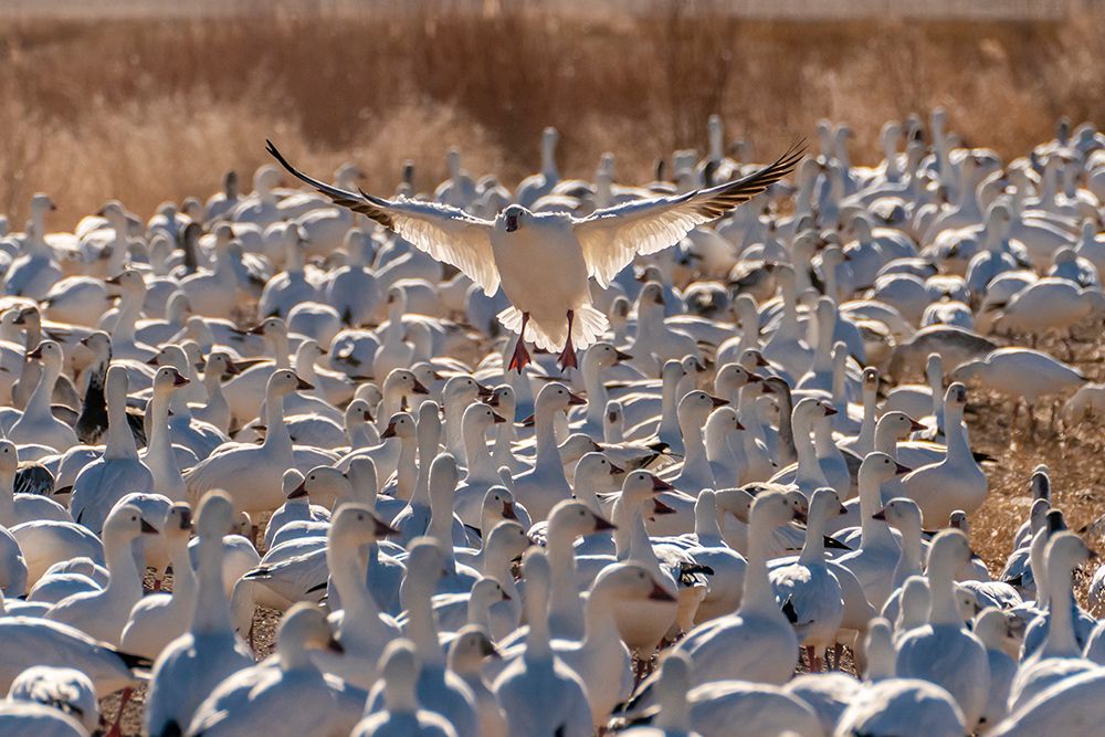 USA- New Mexico- Bosque Del Apache National Wildlife Refuge. Snow goose landing in flock. art print by Jaynes Gallery for $57.95 CAD
