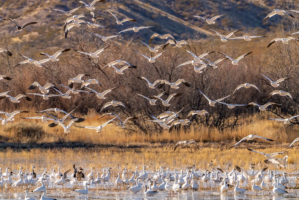 USA- New Mexico- Bosque Del Apache National Wildlife Refuge. Snow geese flying over flock in water. art print by Jaynes Gallery for $57.95 CAD