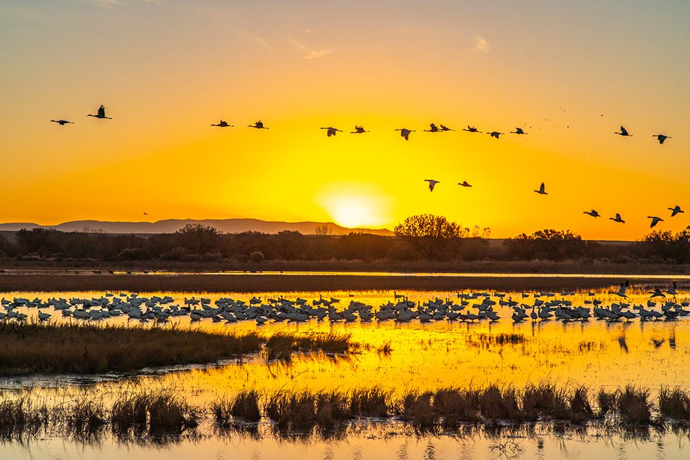 USA- New Mexico- Bosque Del Apache National Wildlife Refuge. Sandhill cranes art print by Jaynes Gallery for $57.95 CAD