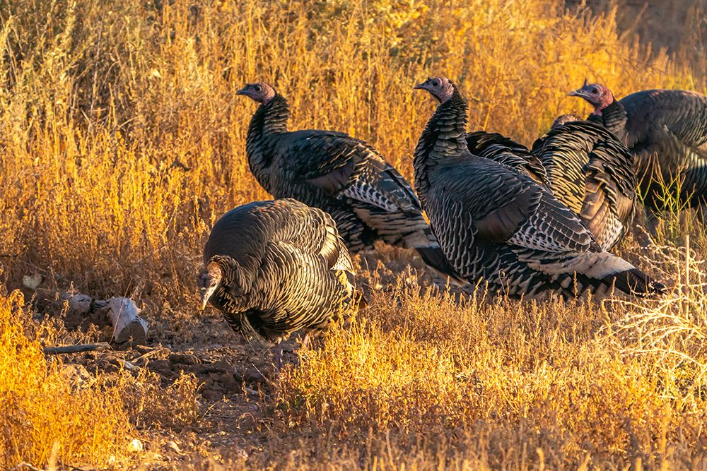 USA- New Mexico- Bosque Del Apache National Wildlife Refuge. Close-up of female wild turkeys. art print by Jaynes Gallery for $57.95 CAD