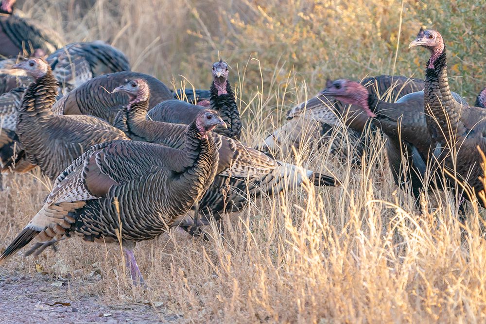 USA- New Mexico- Bosque Del Apache National Wildlife Refuge. Close-up of female wild turkeys. art print by Jaynes Gallery for $57.95 CAD