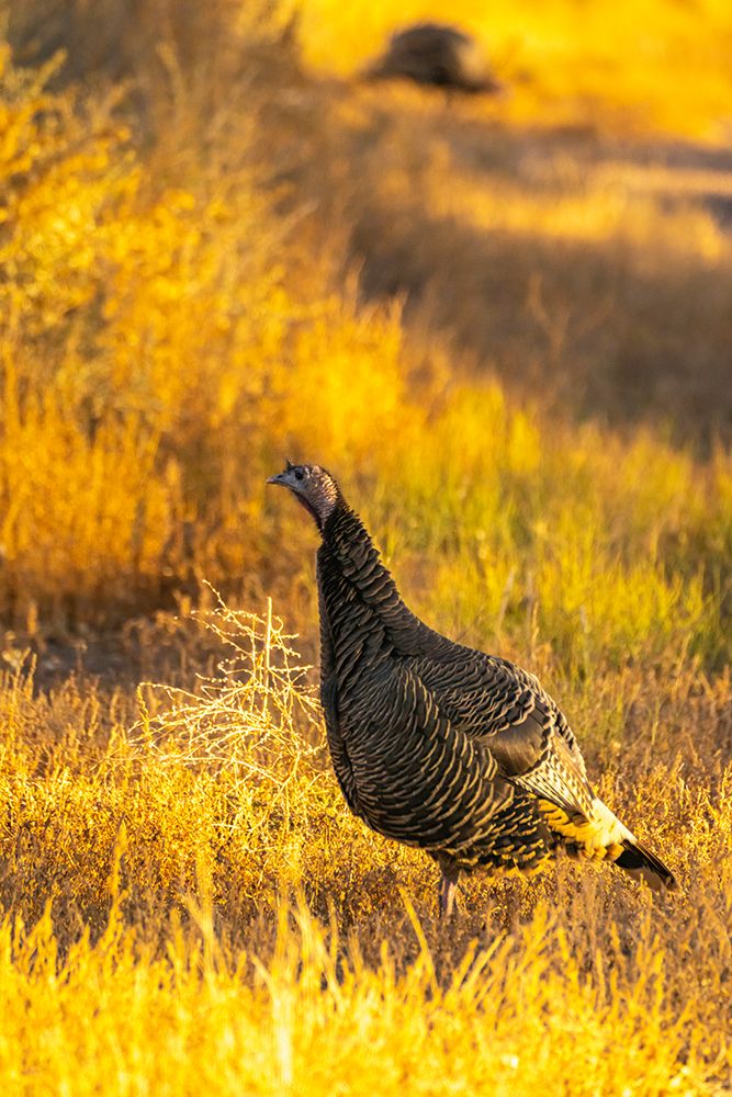USA- New Mexico- Bosque Del Apache National Wildlife Refuge. Close-up of female wild turkey. art print by Jaynes Gallery for $57.95 CAD