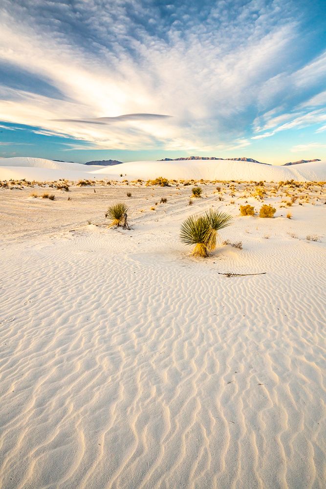 USA- New Mexico- White Sands National Monument. Yucca in white sand. art print by Jaynes Gallery for $57.95 CAD