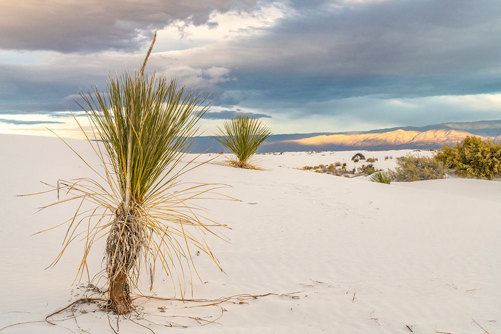USA- New Mexico- White Sands National Monument. Sand dunes and yucca cacti. art print by Jaynes Gallery for $57.95 CAD