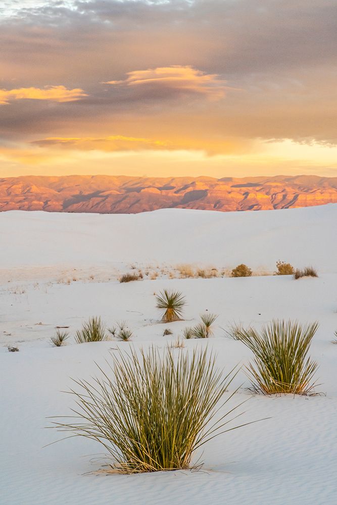 USA- New Mexico- White Sands National Monument. Clouds over sand dunes and yucca cactus. art print by Jaynes Gallery for $57.95 CAD