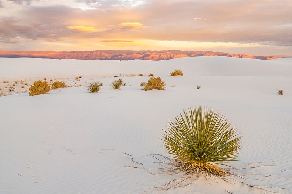 USA- New Mexico- White Sands National Monument. Sand dunes and yucca cactus. art print by Jaynes Gallery for $57.95 CAD