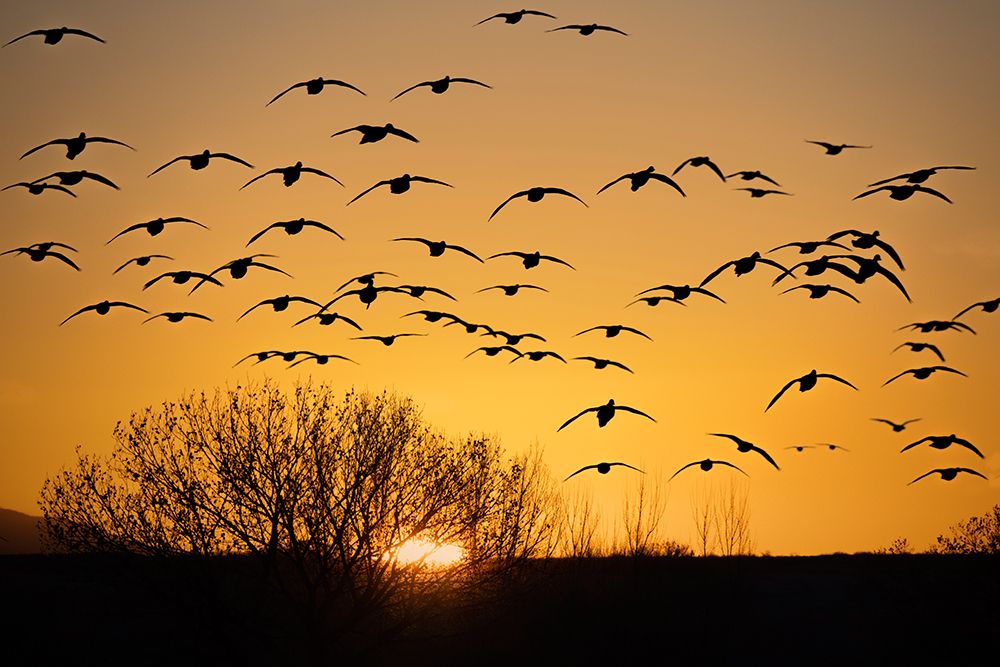 USA- New Mexico- Bosque Del Apache National Wildlife Refuge. Birds in silhouette at sunrise. art print by Jaynes Gallery for $57.95 CAD