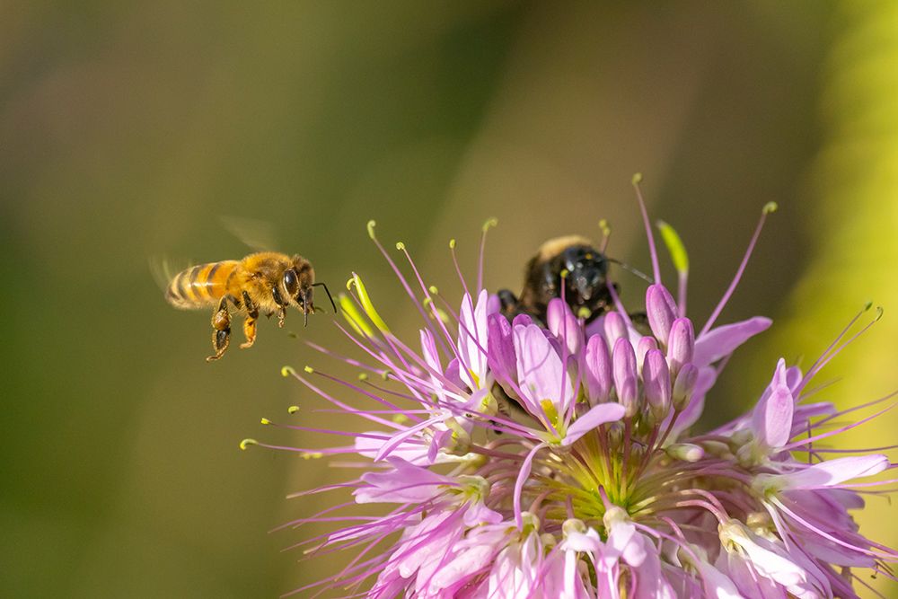 USA, New Mexico. Close-up of honey bees on flower. art print by Jaynes Gallery for $57.95 CAD