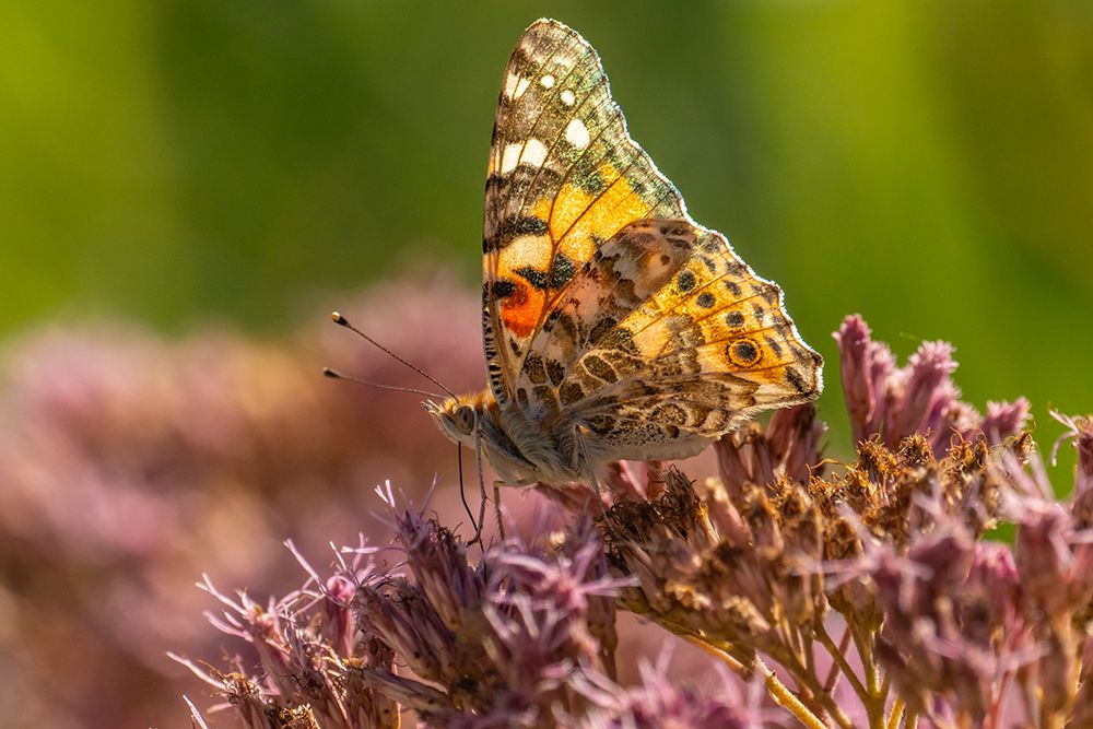 USA, New Mexico. Backlit painted lady butterfly on flower. art print by Jaynes Gallery for $57.95 CAD