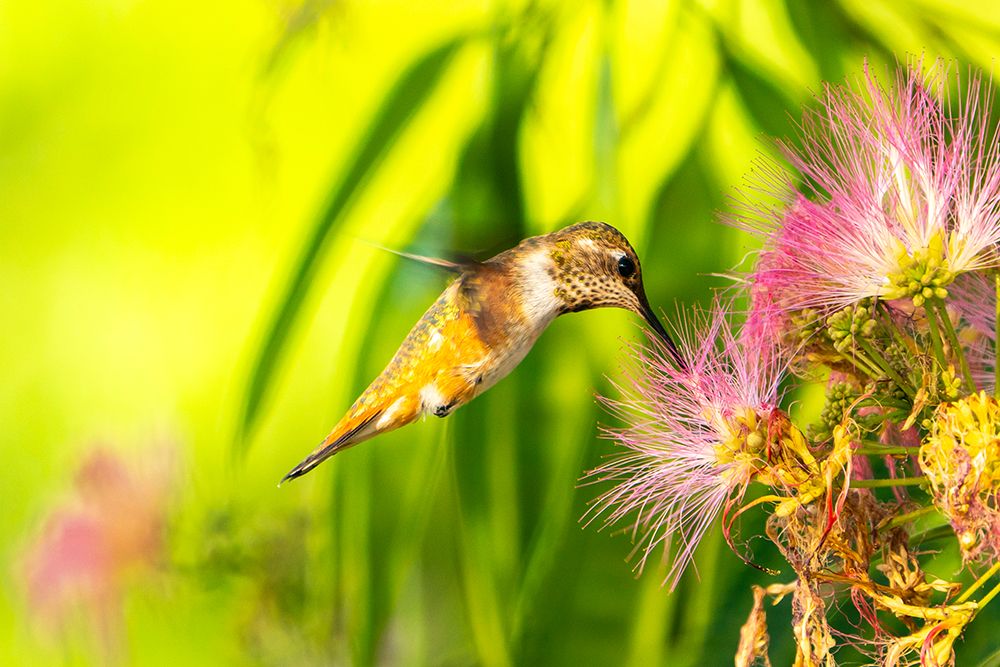 USA, New Mexico. Rufous hummingbird feeding on flower. art print by Jaynes Gallery for $57.95 CAD