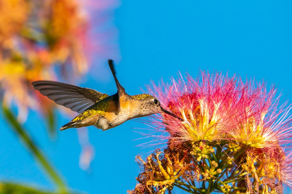 USA, New Mexico. Broad-tailed hummingbird feeding on mimosa blossom. art print by Jaynes Gallery for $57.95 CAD