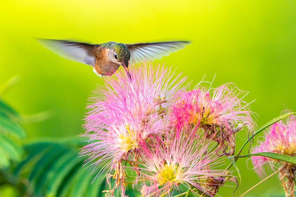 USA, New Mexico. Broad-tailed hummingbird feeding on mimosa blossom. art print by Jaynes Gallery for $57.95 CAD