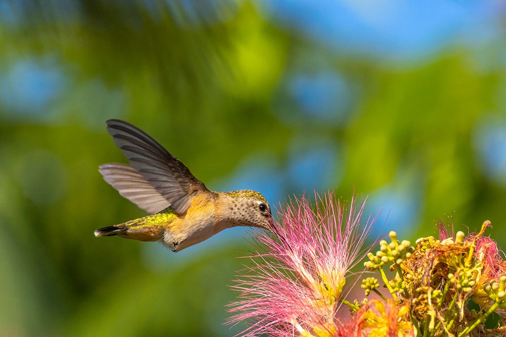 USA, New Mexico. Broad-tailed hummingbird feeding on mimosa blossom. art print by Jaynes Gallery for $57.95 CAD