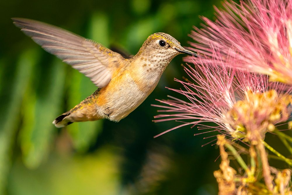 USA, New Mexico. Broad-tailed hummingbird feeding on mimosa blossom. art print by Jaynes Gallery for $57.95 CAD