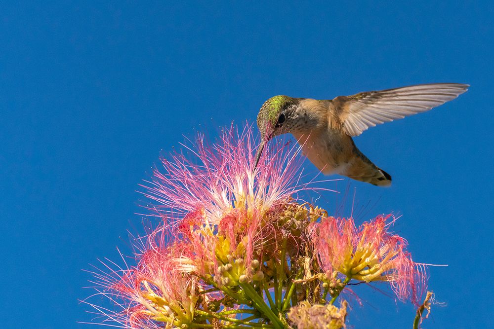 USA, New Mexico. Broad-tailed hummingbird feeding on mimosa blossom. art print by Jaynes Gallery for $57.95 CAD
