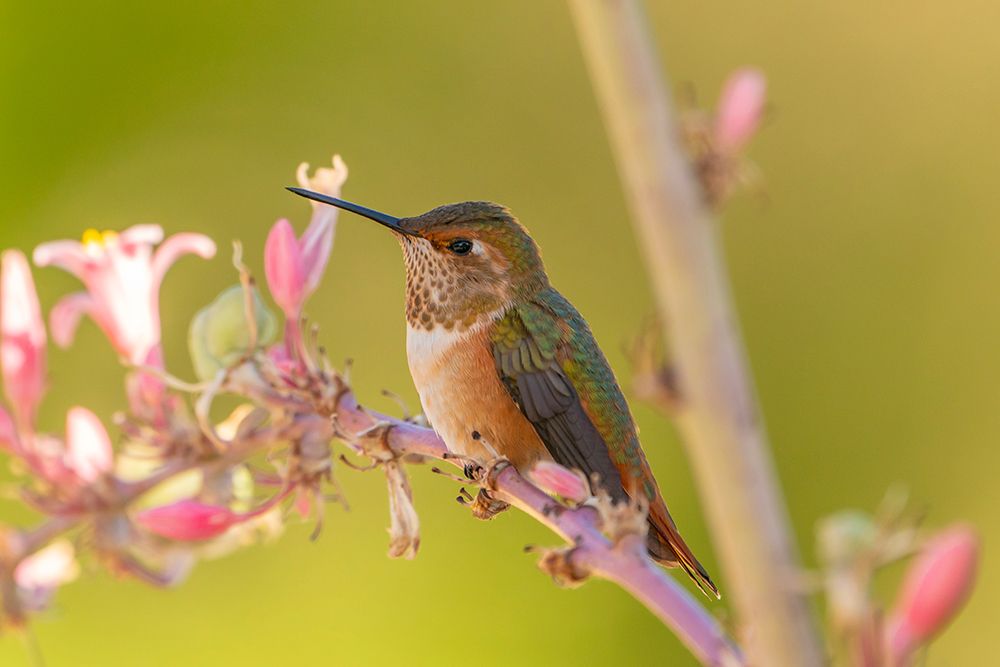 USA, New Mexico. Rufous hummingbird on limb. art print by Jaynes Gallery for $57.95 CAD