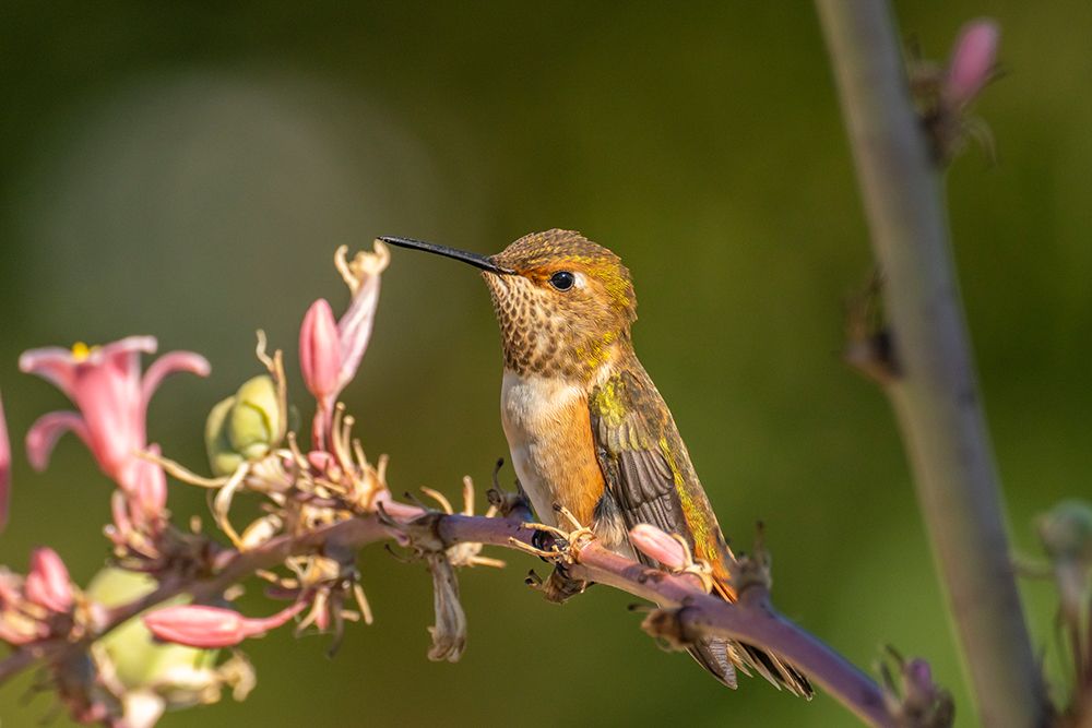 USA, New Mexico. Rufous hummingbird on limb. art print by Jaynes Gallery for $57.95 CAD