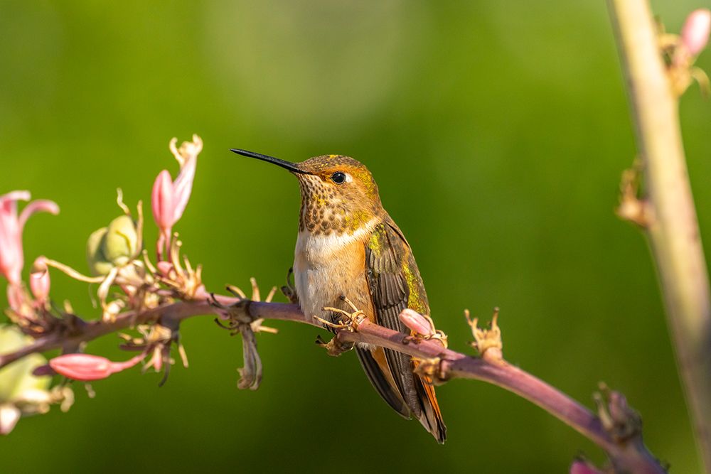 USA, New Mexico. Rufous hummingbird on limb. art print by Jaynes Gallery for $57.95 CAD