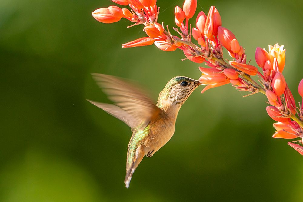 USA, New Mexico. Calliope hummingbird feeding on yucca blossoms. art print by Jaynes Gallery for $57.95 CAD