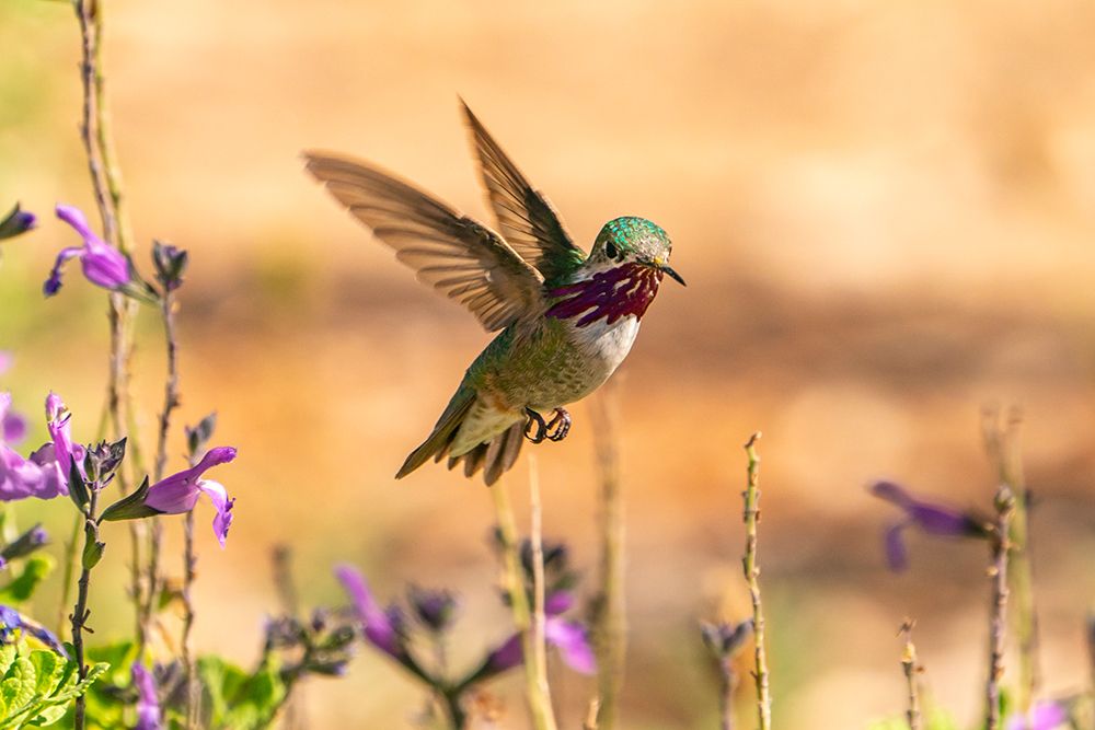 USA, New Mexico. Male calliope hummingbird in flight. art print by Jaynes Gallery for $57.95 CAD