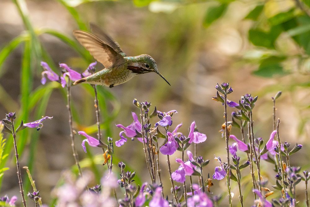 USA, New Mexico. Male calliope hummingbird in flight. art print by Jaynes Gallery for $57.95 CAD