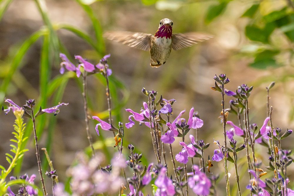 USA, New Mexico. Male calliope hummingbird in flight. art print by Jaynes Gallery for $57.95 CAD