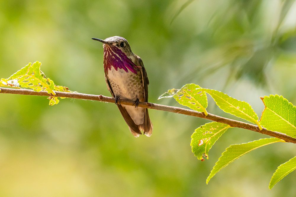 USA, New Mexico. Male calliope hummingbird on limb. art print by Jaynes Gallery for $57.95 CAD