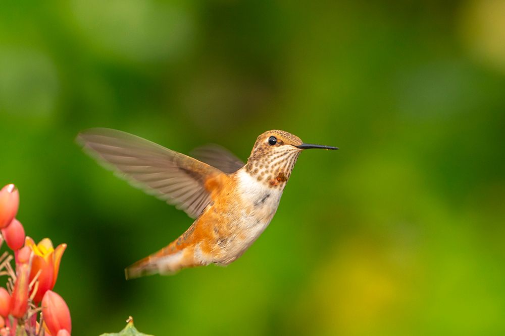 USA, New Mexico. Rufous hummingbird flying. art print by Jaynes Gallery for $57.95 CAD