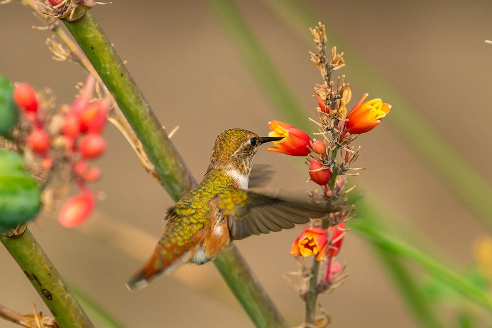 USA, New Mexico. Rufous hummingbird feeding on flower. art print by Jaynes Gallery for $57.95 CAD