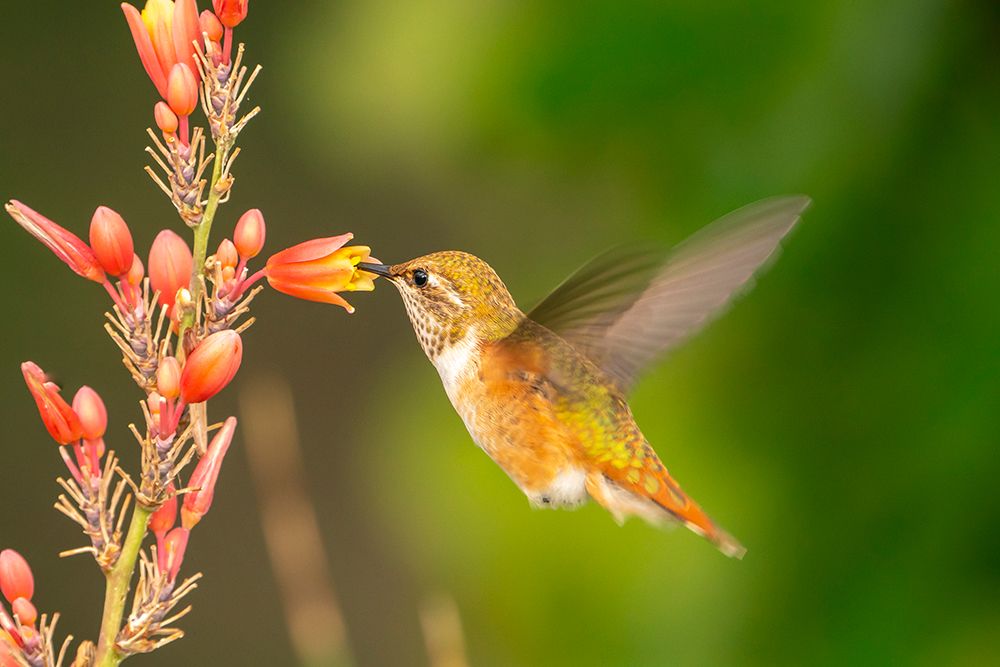 USA, New Mexico. Rufous hummingbird feeding on flower. art print by Jaynes Gallery for $57.95 CAD
