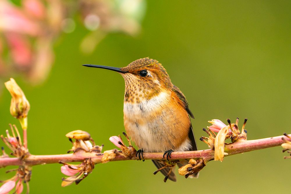 USA, New Mexico. Rufous hummingbird on limb. art print by Jaynes Gallery for $57.95 CAD