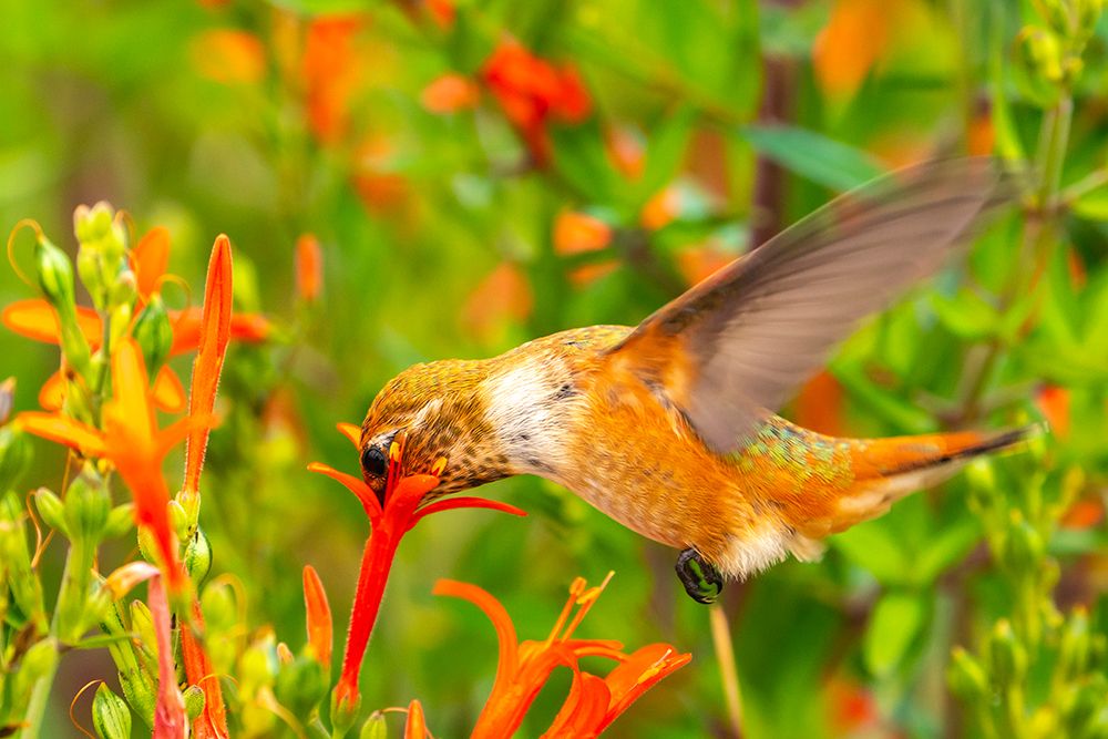 USA, New Mexico. Rufous hummingbird feeding on flower. art print by Jaynes Gallery for $57.95 CAD