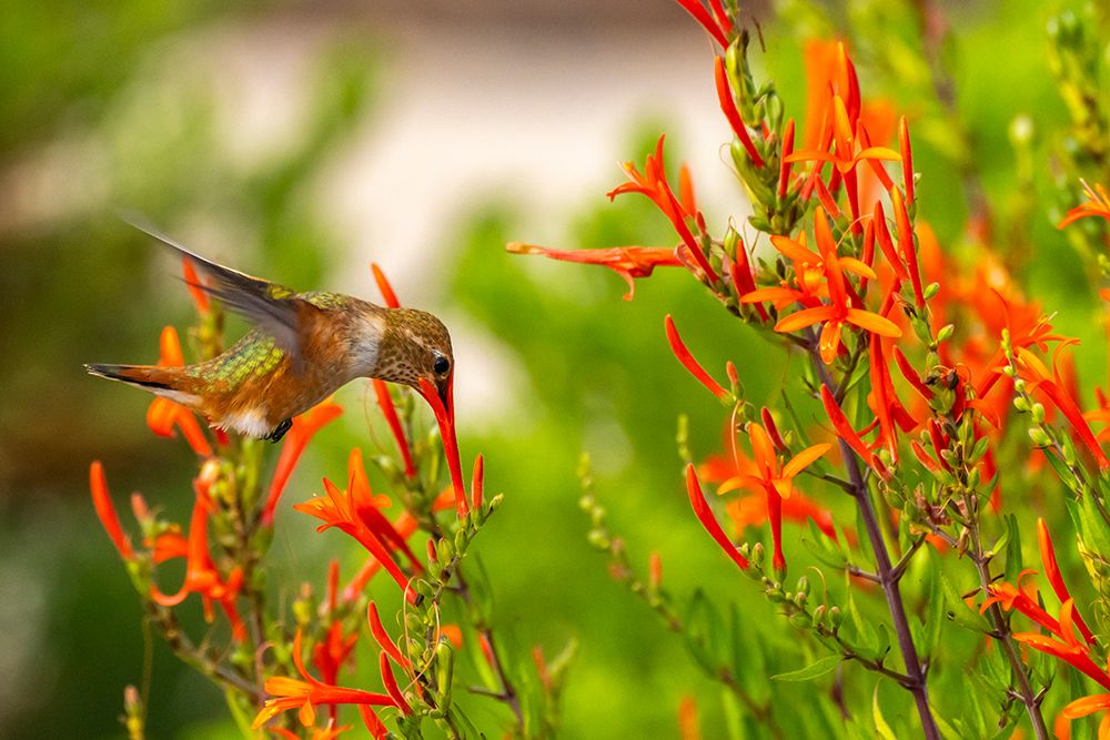USA, New Mexico. Rufous hummingbird feeding on flower. art print by Jaynes Gallery for $57.95 CAD