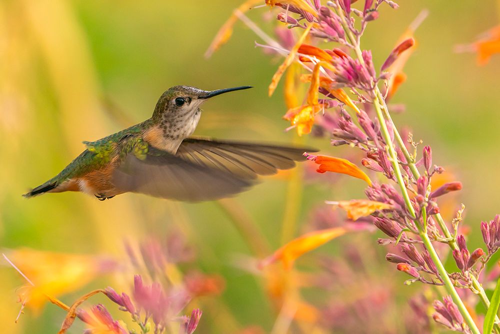 USA, New Mexico. Broad-tailed hummingbird feeding on flower. art print by Jaynes Gallery for $57.95 CAD