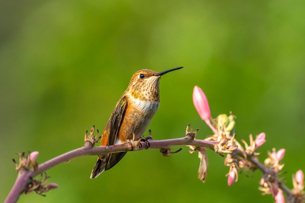 USA, New Mexico. Rufous hummingbird on limb. art print by Jaynes Gallery for $57.95 CAD