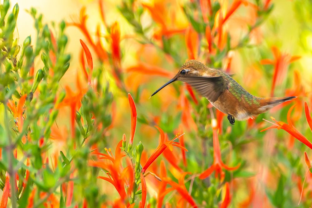 USA, New Mexico. Rufous hummingbird feeding on flower. art print by Jaynes Gallery for $57.95 CAD