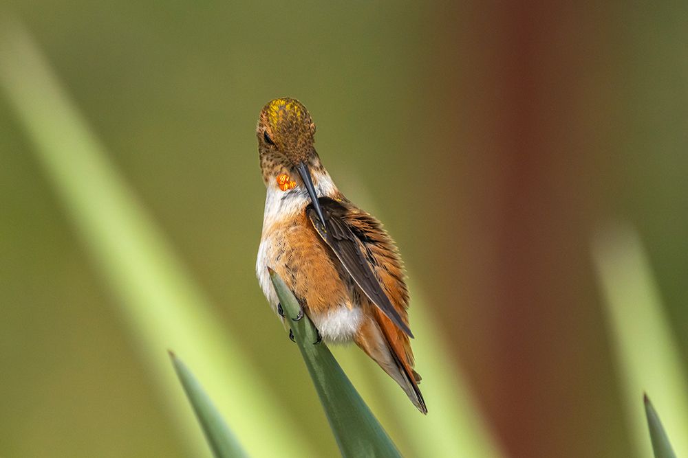 USA, New Mexico. Rufous hummingbird perched on yucca leaf. art print by Jaynes Gallery for $57.95 CAD
