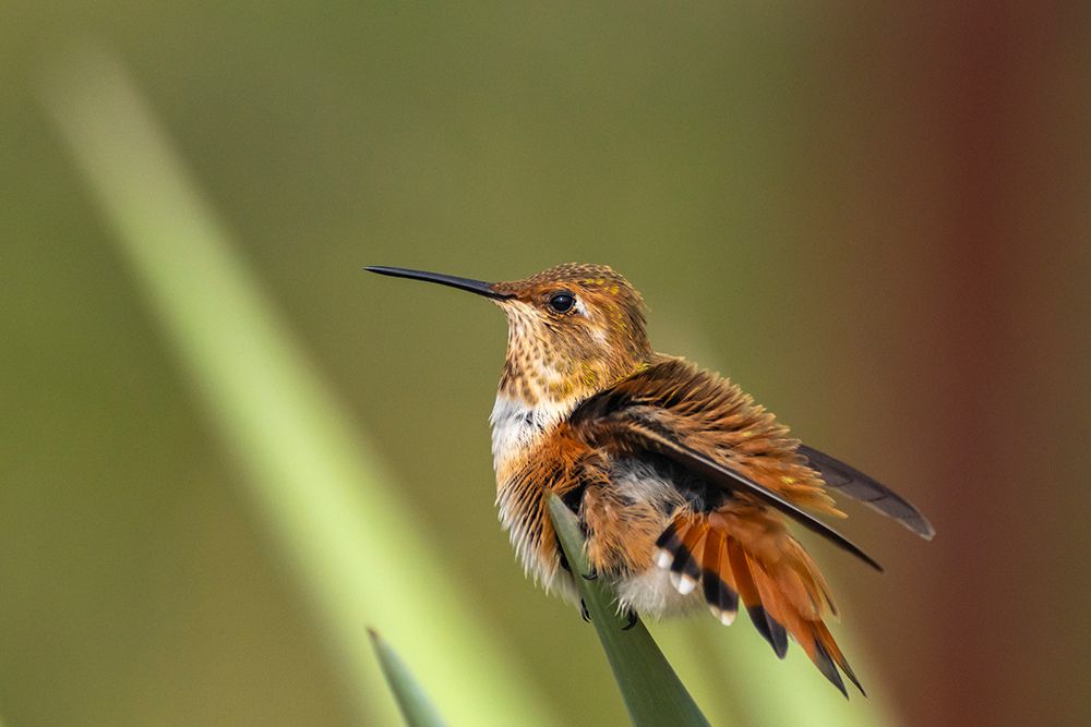 USA, New Mexico. Rufous hummingbird perched on yucca leaf. art print by Jaynes Gallery for $57.95 CAD