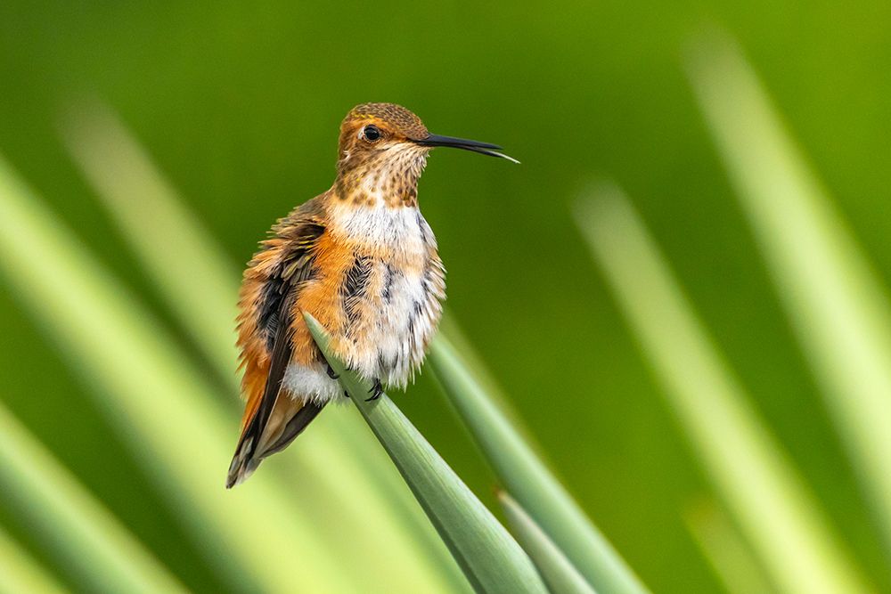 USA, New Mexico. Rufous hummingbird perched on yucca leaf. art print by Jaynes Gallery for $57.95 CAD