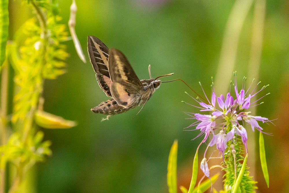 USA, New Mexico. White-lined sphinx moth feeding on bee balm blossoms. art print by Jaynes Gallery for $57.95 CAD