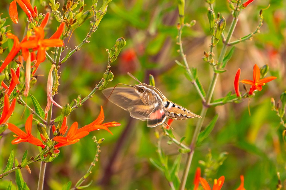 USA, New Mexico. White-lined sphinx moth feeding on flower. art print by Jaynes Gallery for $57.95 CAD
