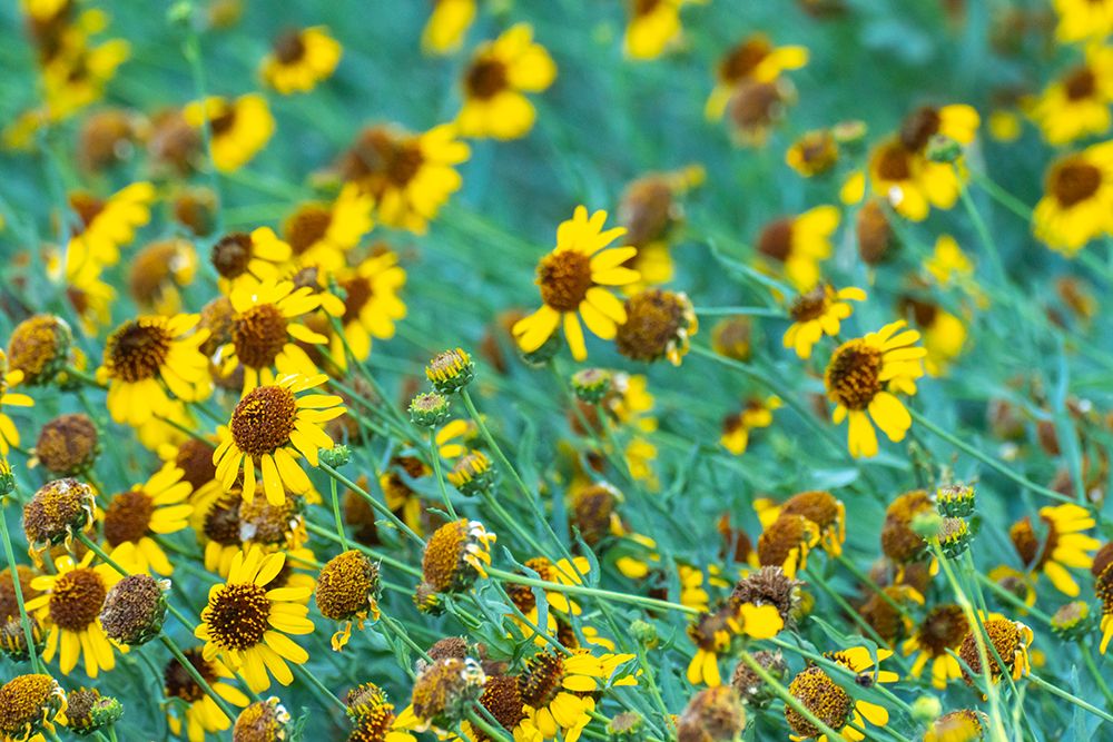 USA, New Mexico. Rudbeckia flowers in bloom. art print by Jaynes Gallery for $57.95 CAD