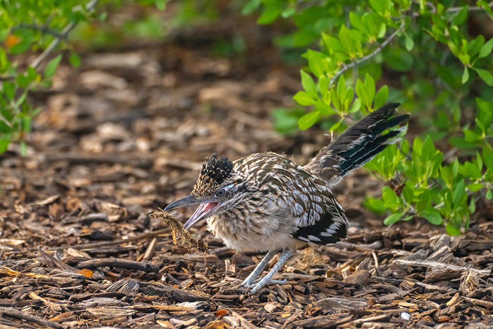USA, New Mexico. Greater roadrunner with nesting material. art print by Jaynes Gallery for $57.95 CAD