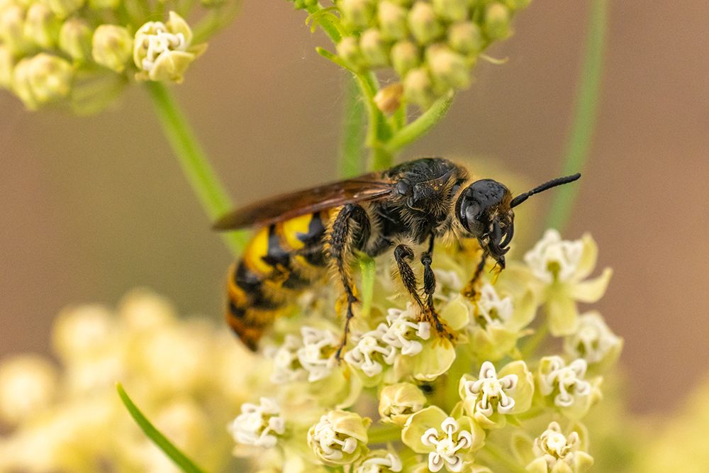 USA, New Mexico. Hornet on blossom. art print by Jaynes Gallery for $57.95 CAD