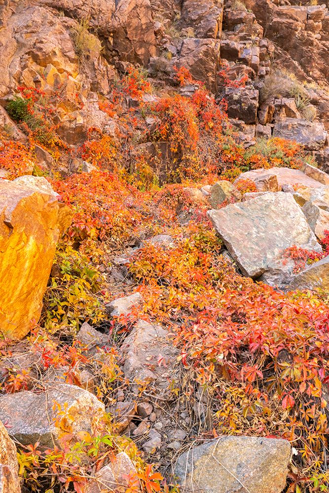 USA, New Mexico, Jemez National Recreation Area. Cliff and red Virginia creepers. art print by Jaynes Gallery for $57.95 CAD