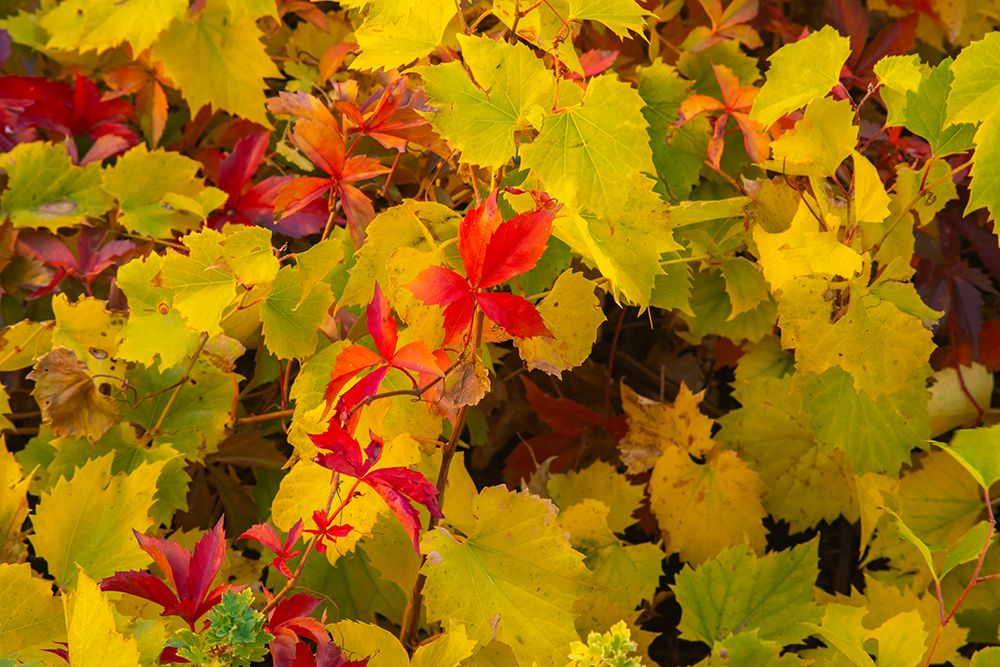 USA, New Mexico, Jemez National Recreation Area. Red Virginia creepers among foliage. art print by Jaynes Gallery for $57.95 CAD