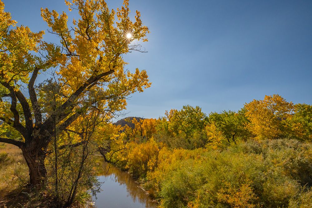 USA, New Mexico, Jemez National Recreation Area. Sun star and cottonwood trees around stream. art print by Jaynes Gallery for $57.95 CAD