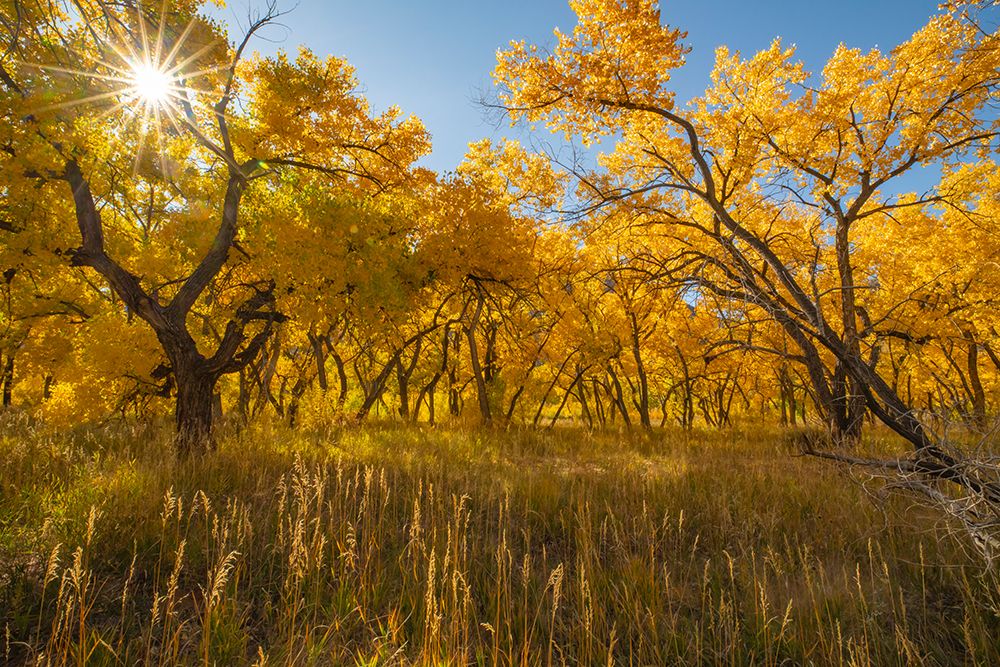 USA, New Mexico, Jemez National Recreation Area. Sun star and cottonwood trees in autumn. art print by Jaynes Gallery for $57.95 CAD