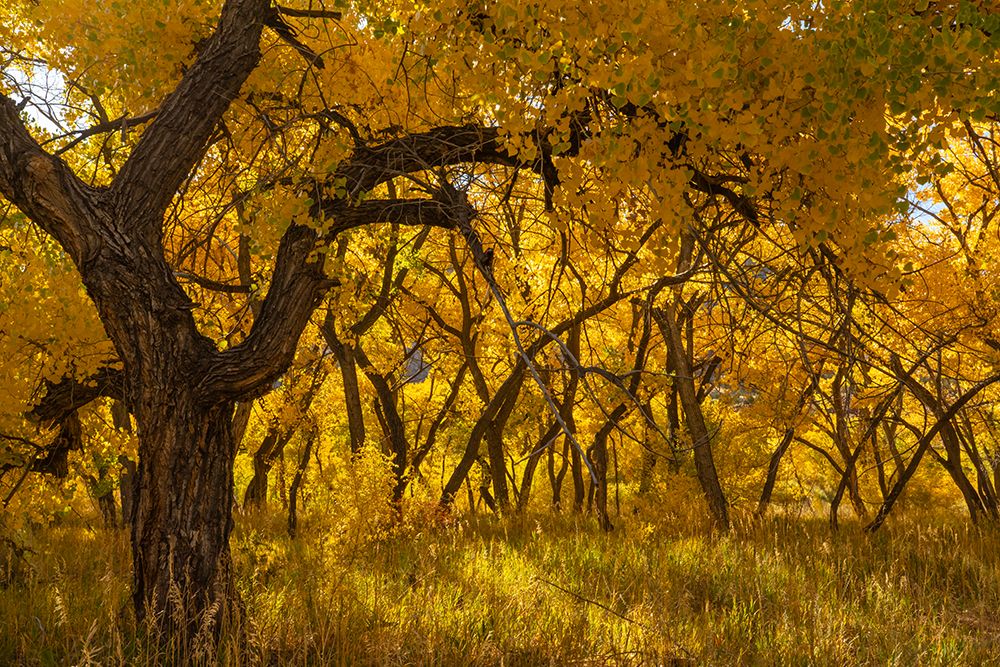 USA, New Mexico, Jemez National Recreation Area. Cottonwood trees in autumn. art print by Jaynes Gallery for $57.95 CAD