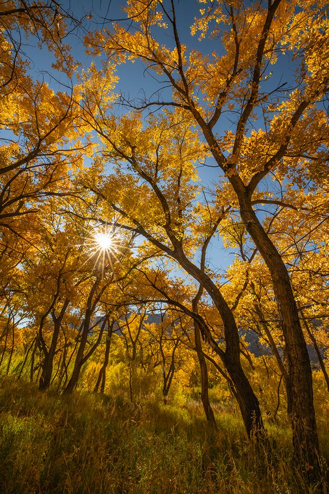 USA, New Mexico, Jemez National Recreation Area. Sun star and cottonwood trees. art print by Jaynes Gallery for $57.95 CAD